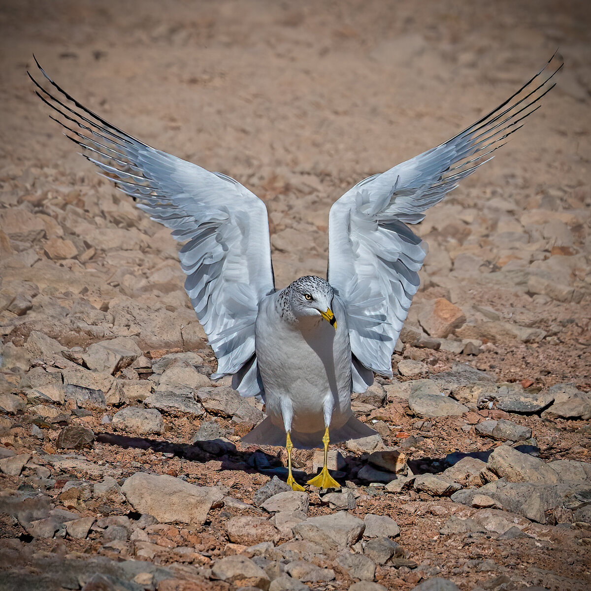 Ring-billed gull-9220-Edit.jpg