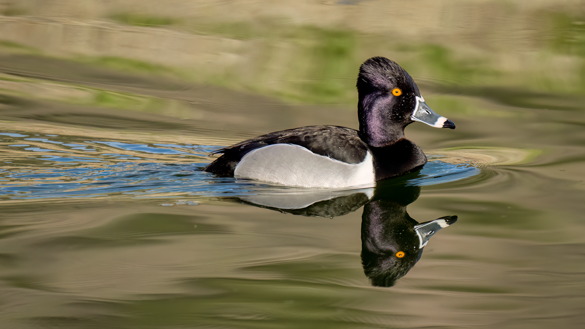 Ring-necked duck-3217-Edit.png