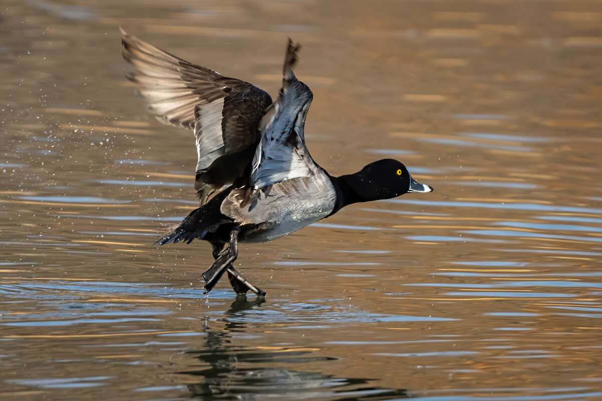 Ring-necked duck-8726-Edit.jpg