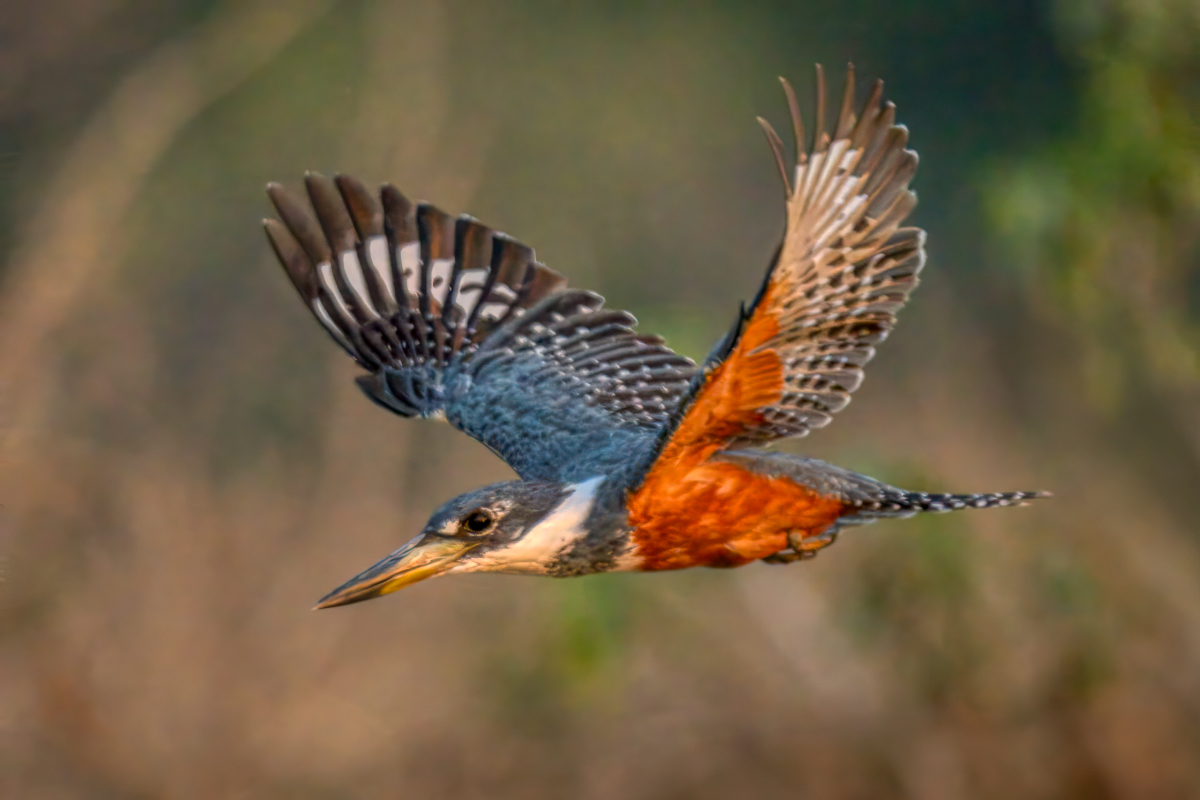 Ringed kingfisher-08288-Edit.jpg