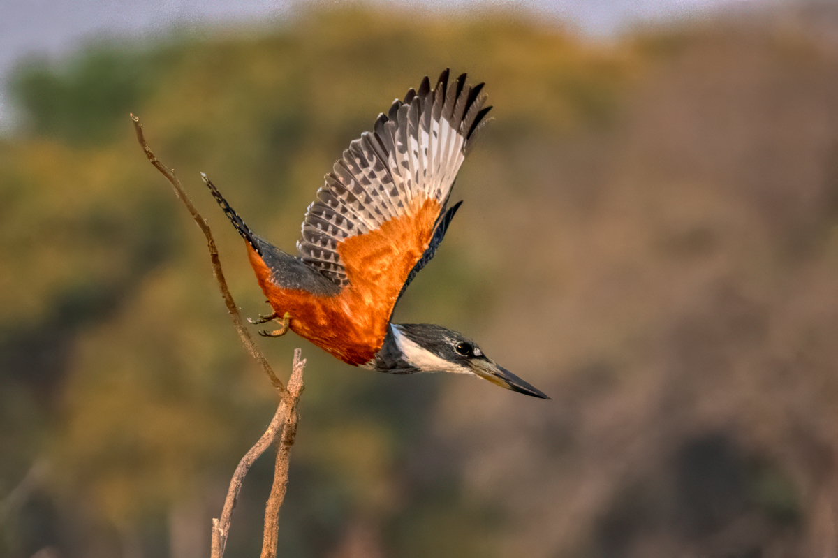 Ringed Kingfisher--1.jpg