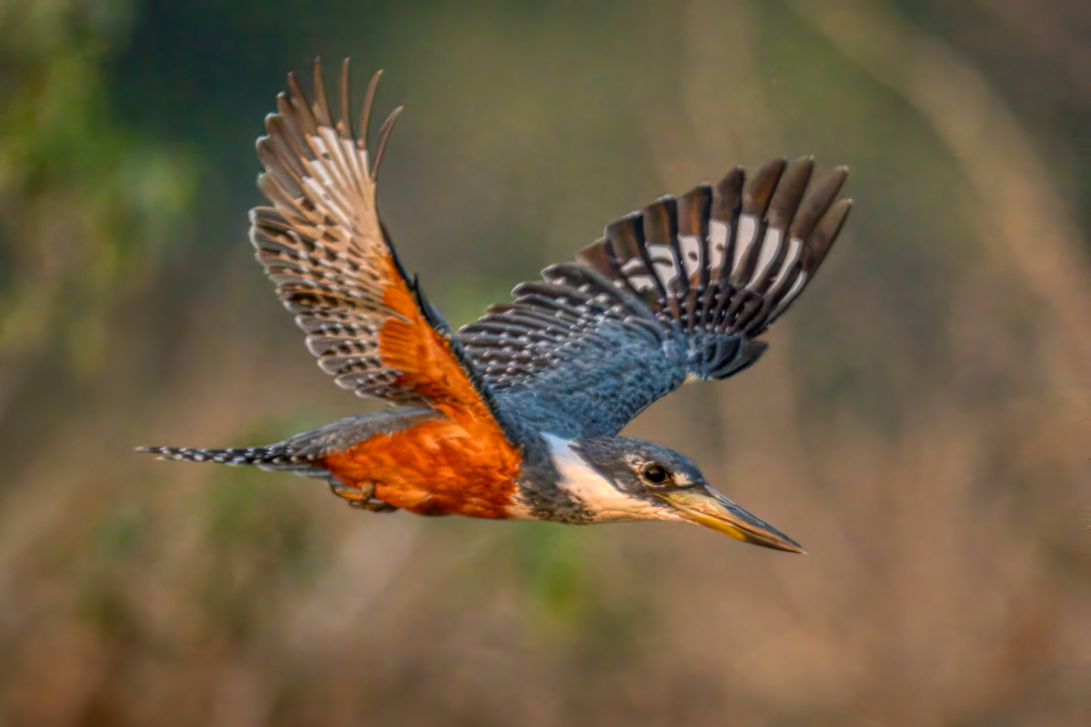 Ringed kingfisher--1b.jpg