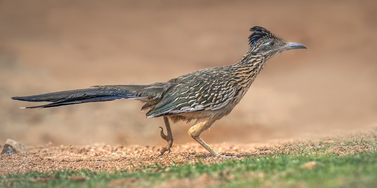Roadrunner.png