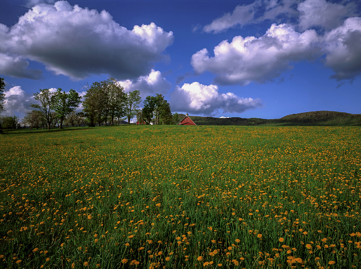 Rochester, Vt. Dandelions.JPG