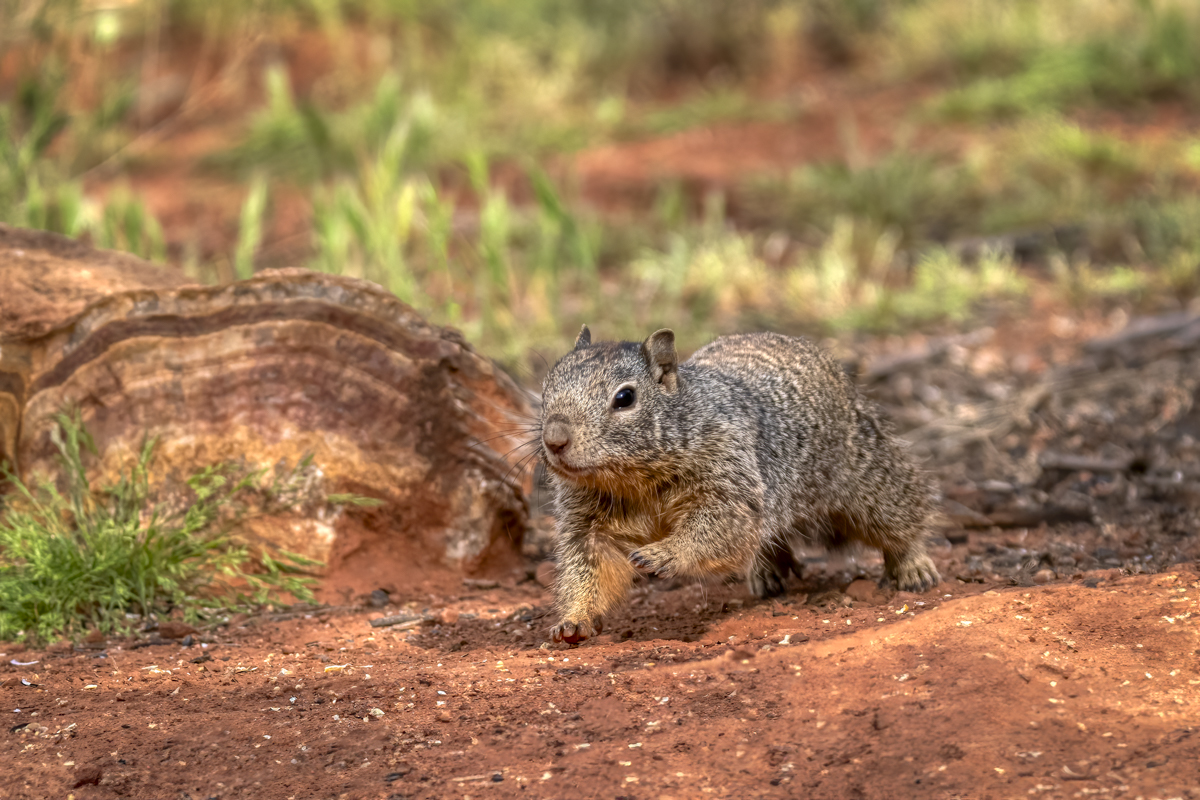 Rock quirrel-01822Edit.jpg