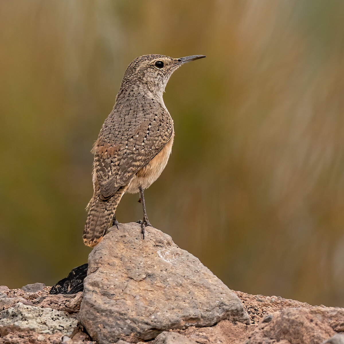 Rock Wren-3406-Edit.jpg