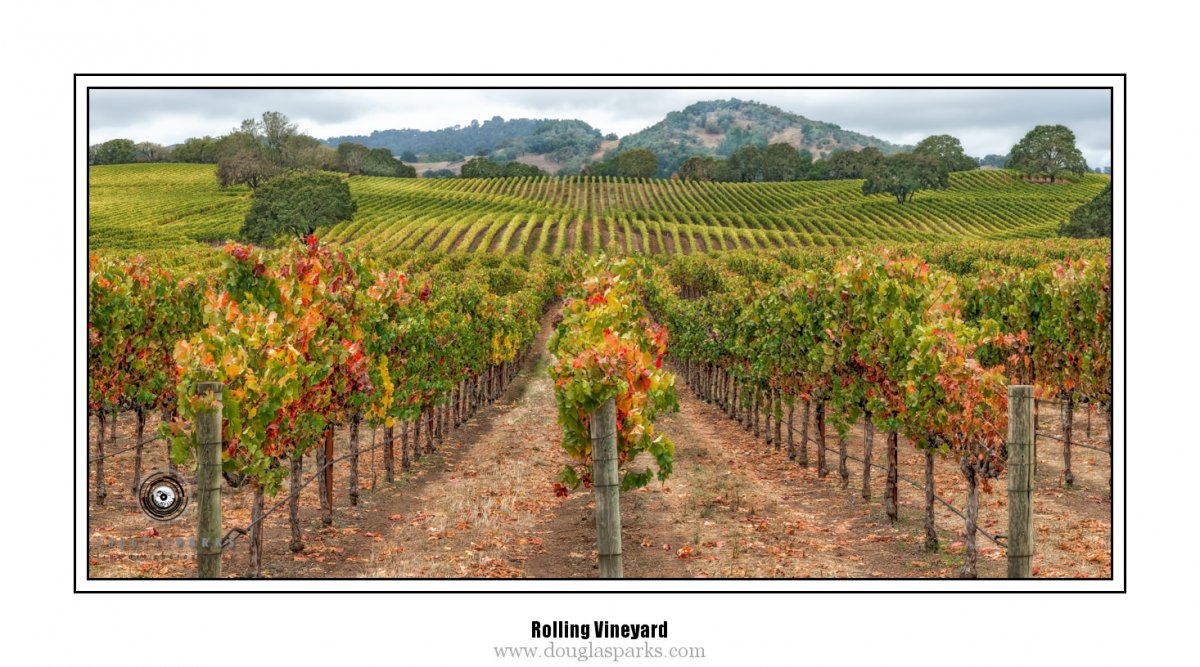 Rolling Vineyard.jpg