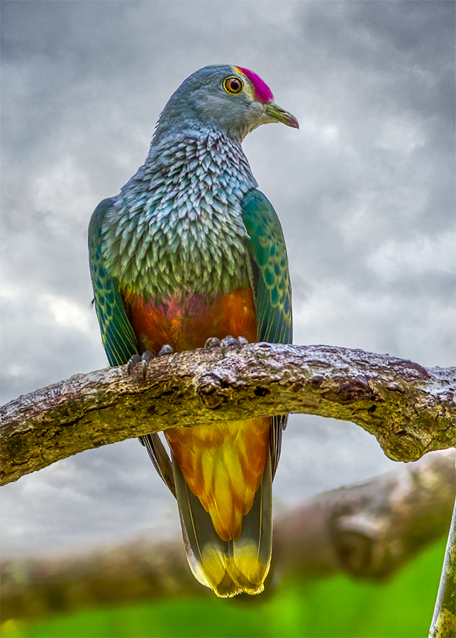 Rose-crowned Fruit-dove.jpg