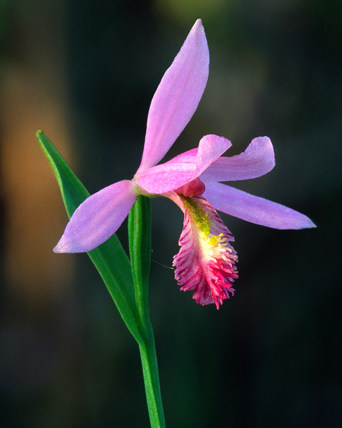 rose pagonia 2.jpg