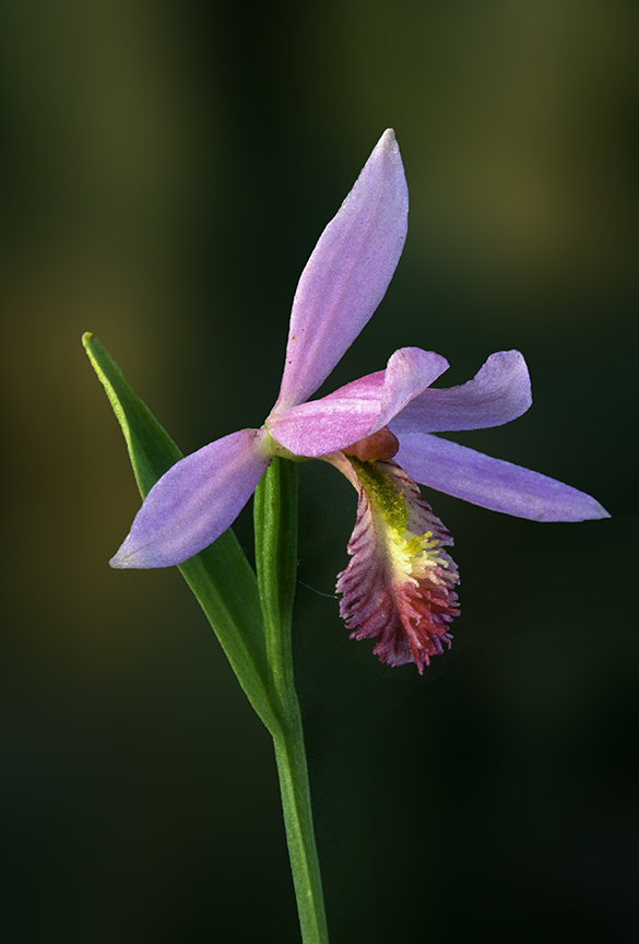 Rose Pagonia, Volo Bog, IL.jpg