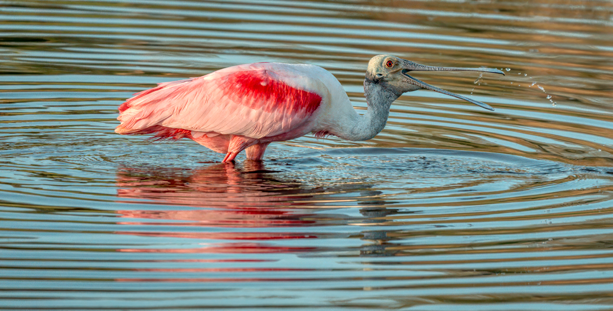 Roseate spoonbill 9235-Edit.jpg