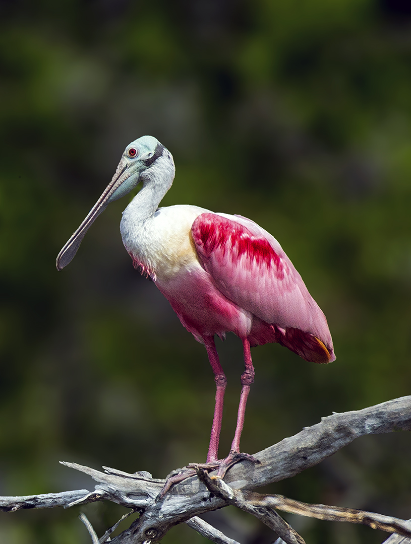 Roseate Spoonbill III.jpg