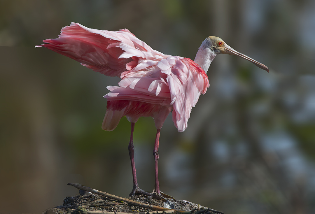 Roseate Spoonbill wakadohatchee.jpg