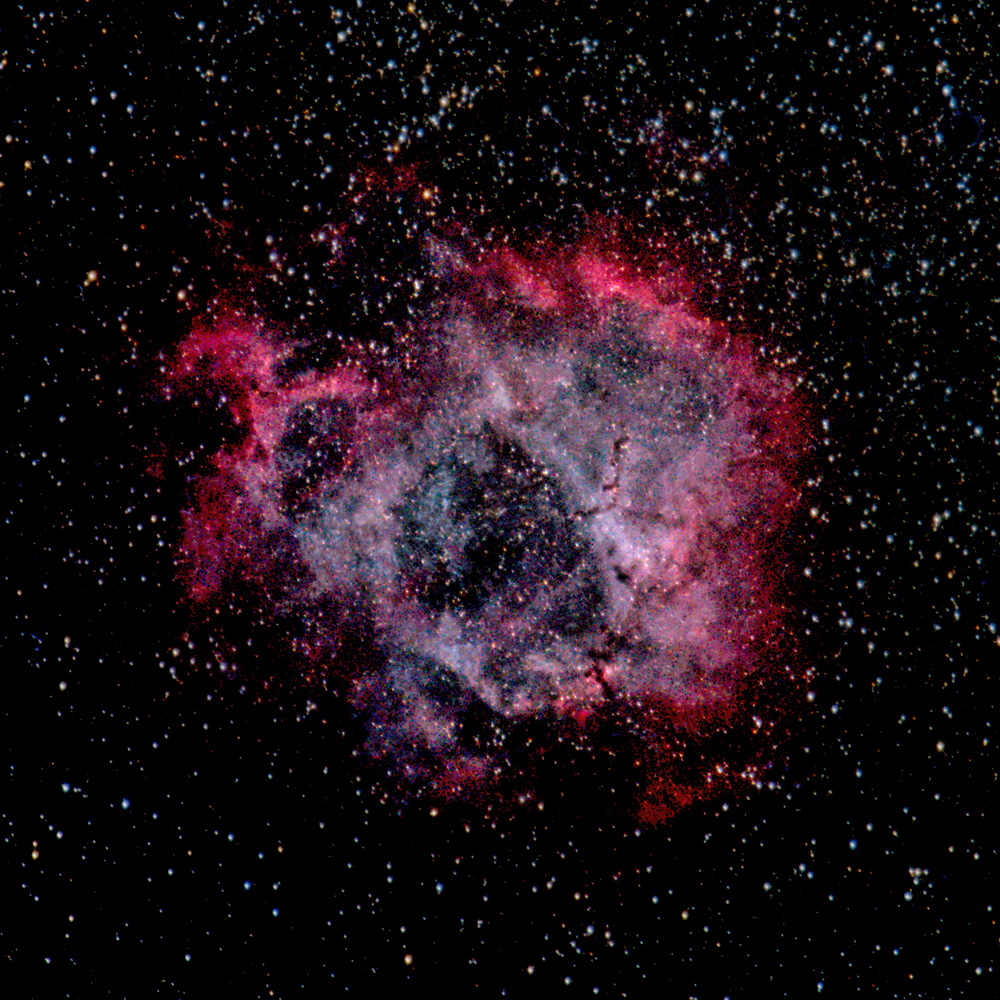 Rosette 2021014_dw.jpg