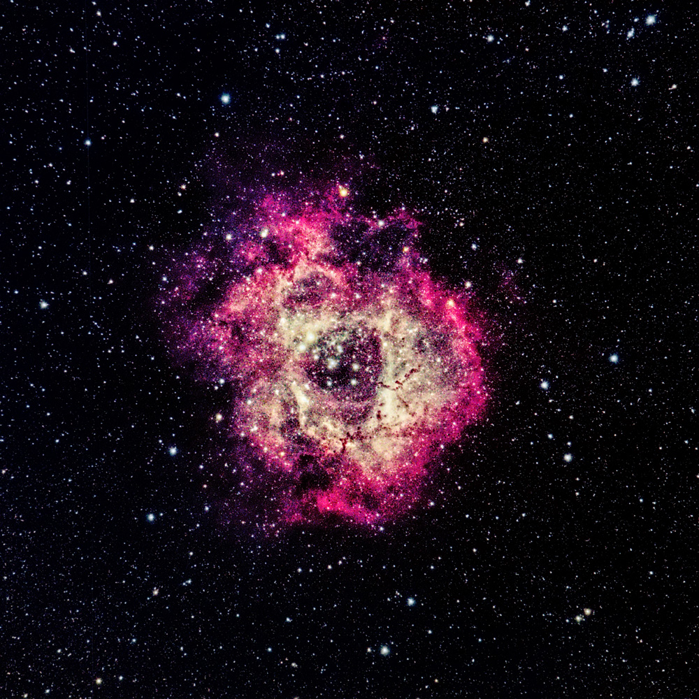 Rosette_20220208_dw.jpg
