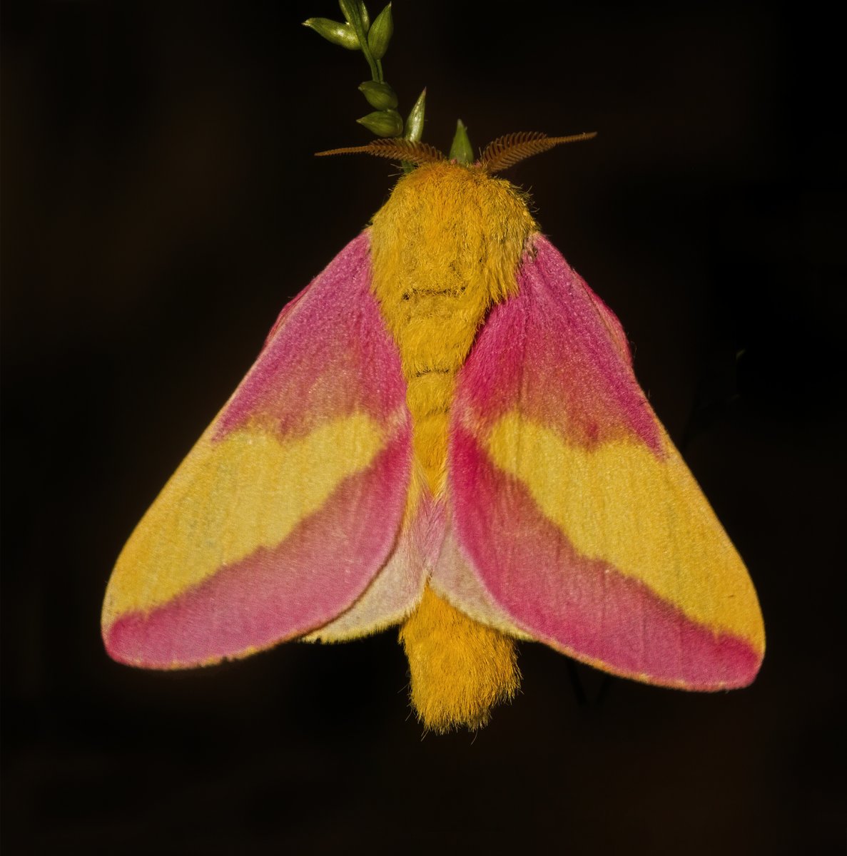 Rosy Maple Moth (Dryocampa rubicunda).jpg