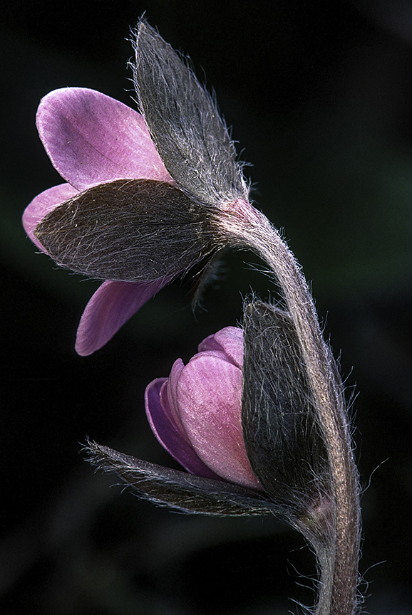 Round-lobed Hepatica close up.jpg