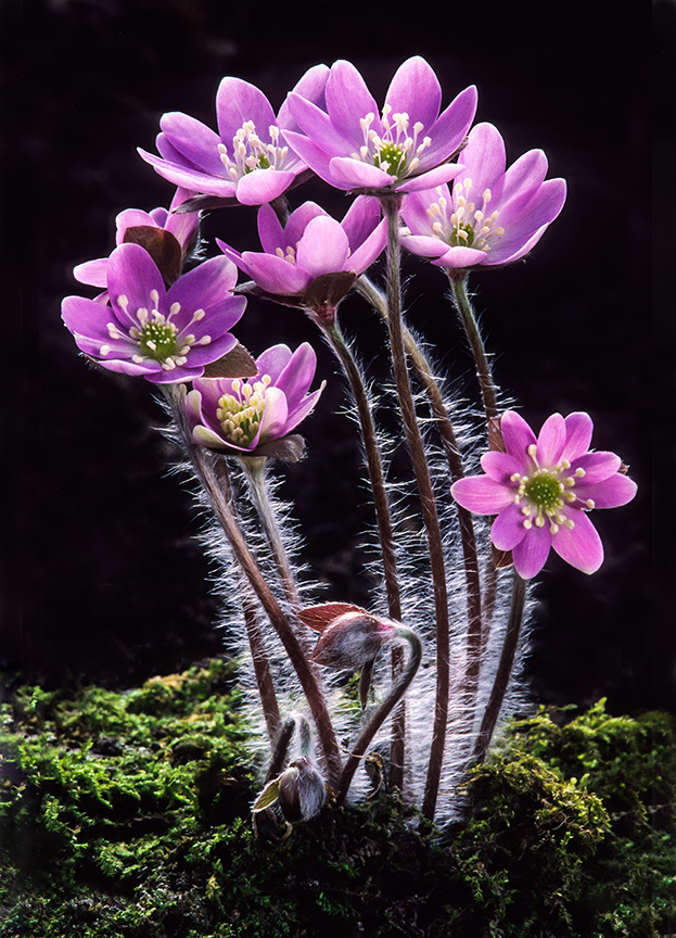 Round-lobed Hepatica for michigan wildflower.jpg