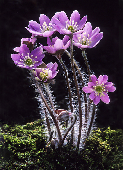 Round-lobed Hepatica for michigan wildflower.jpg