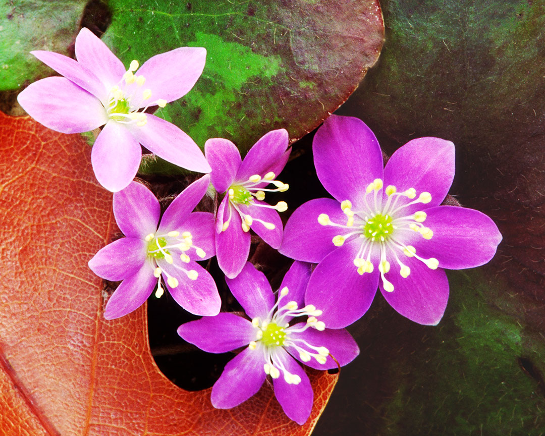 Round-lobed hepatica II.jpg