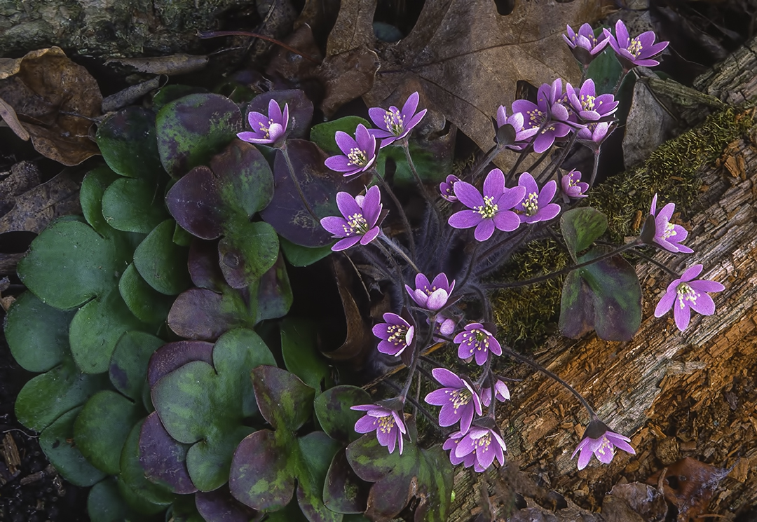 Round-lobed Hepatica.jpg