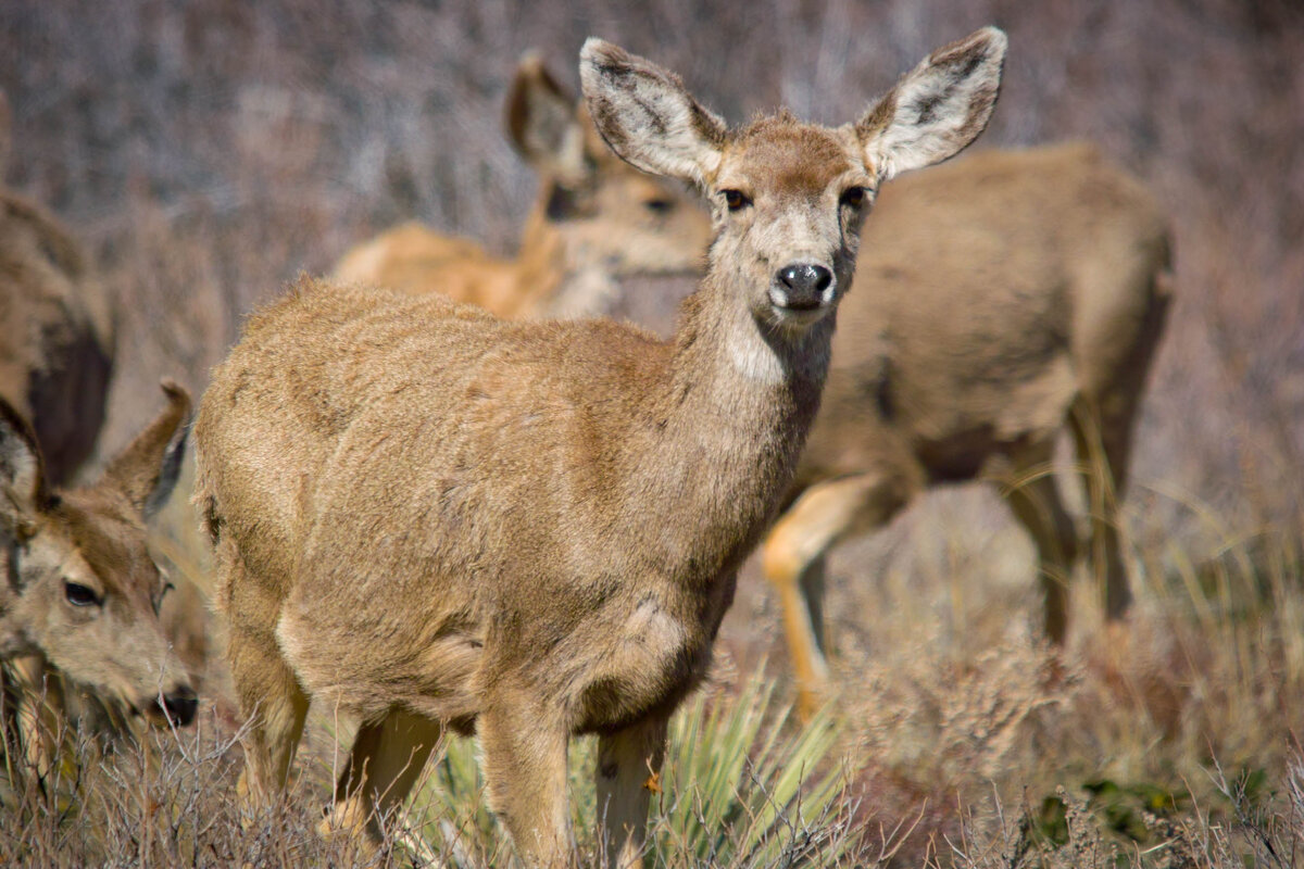 RR Deer-2.jpg