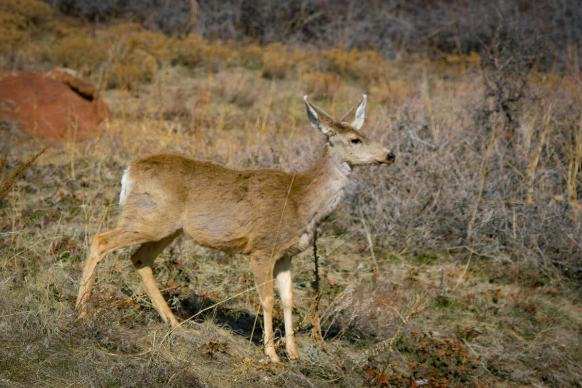 RR Deer-3.jpg