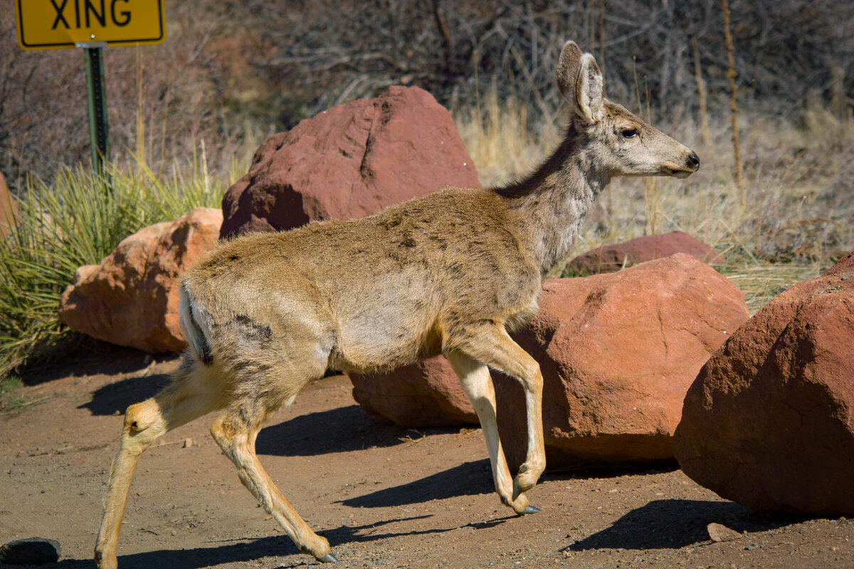 RR Deer-4.jpg