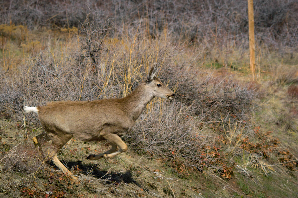 RR Deer-5.jpg