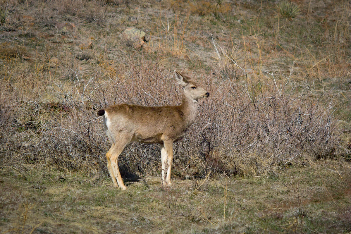 RR Deer.jpg