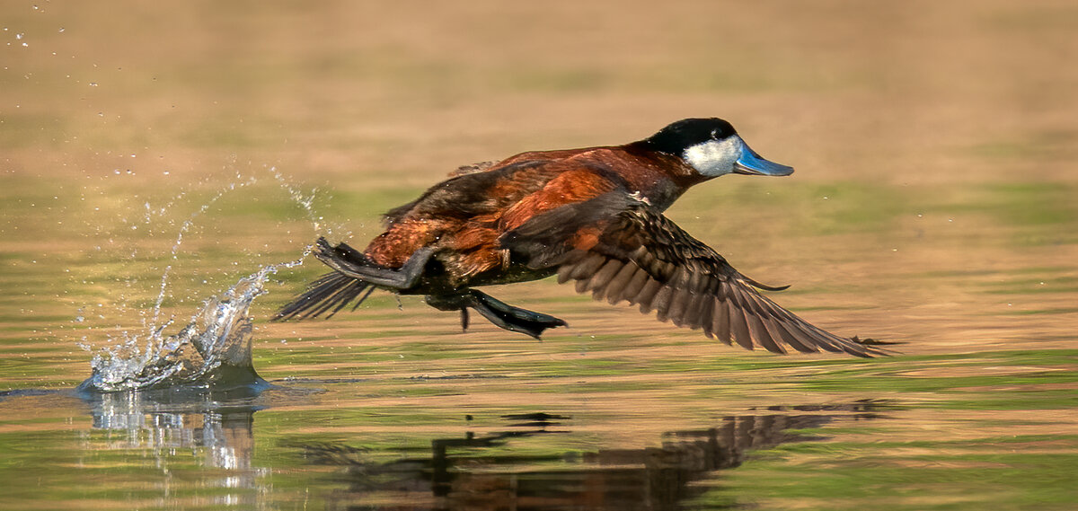 Ruddy Duck-9903-Edit.jpg