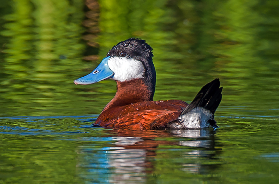 Ruddy Duck in green water.jpg