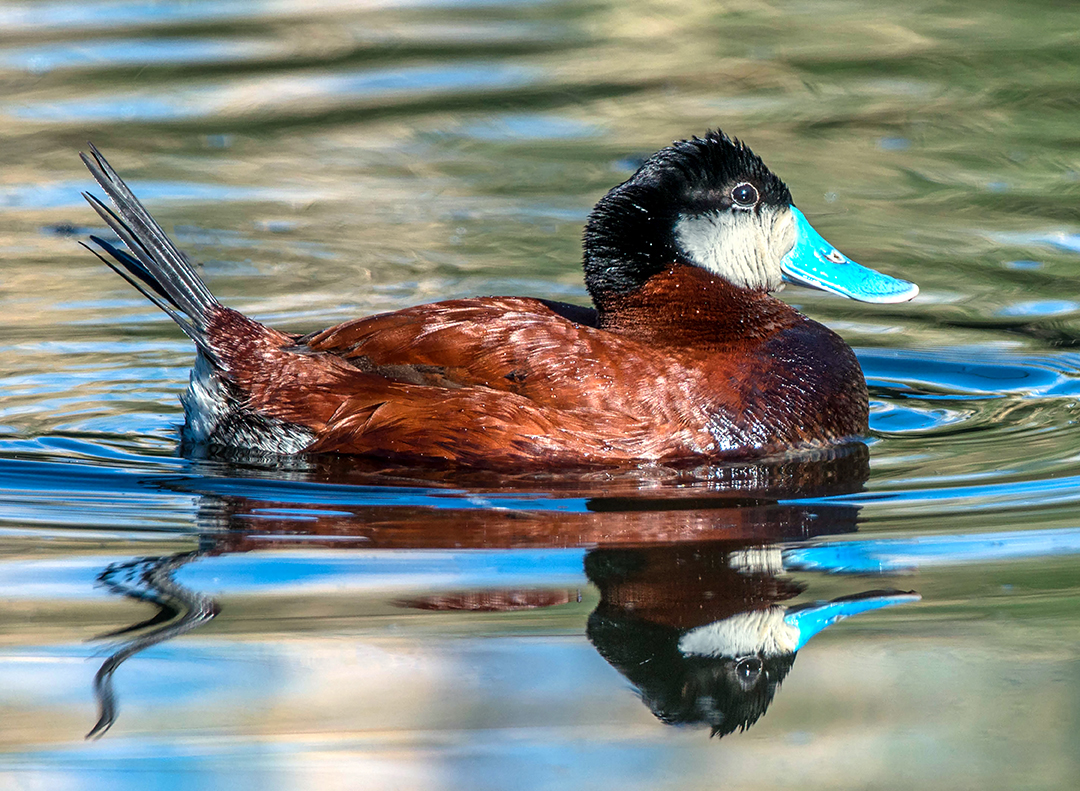 Ruddy Duck  Sedona Wetlands.jpg