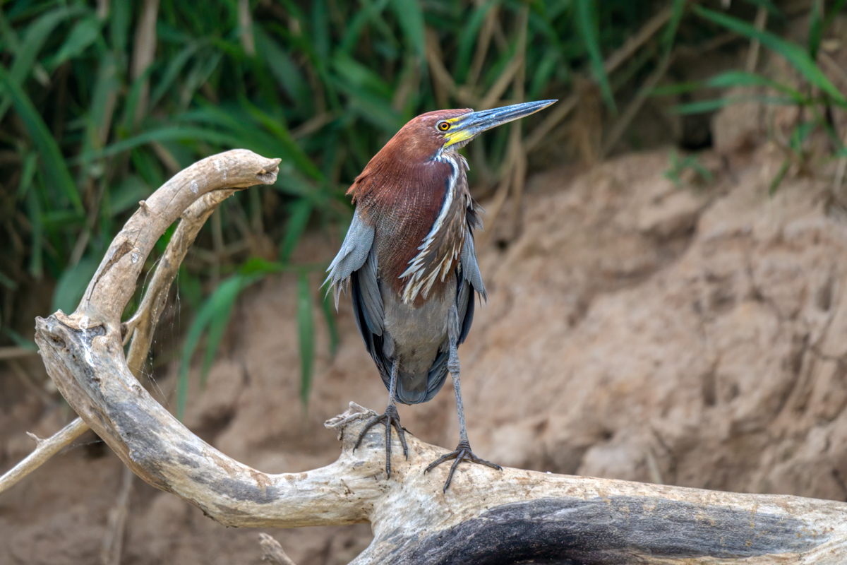 Rufescent Tiger-Heron-05621-Edit.jpg