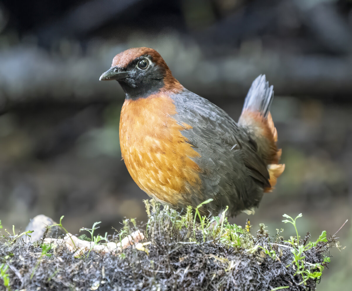 Rufous--breasted AntthrushPA252702-Edit.jpg