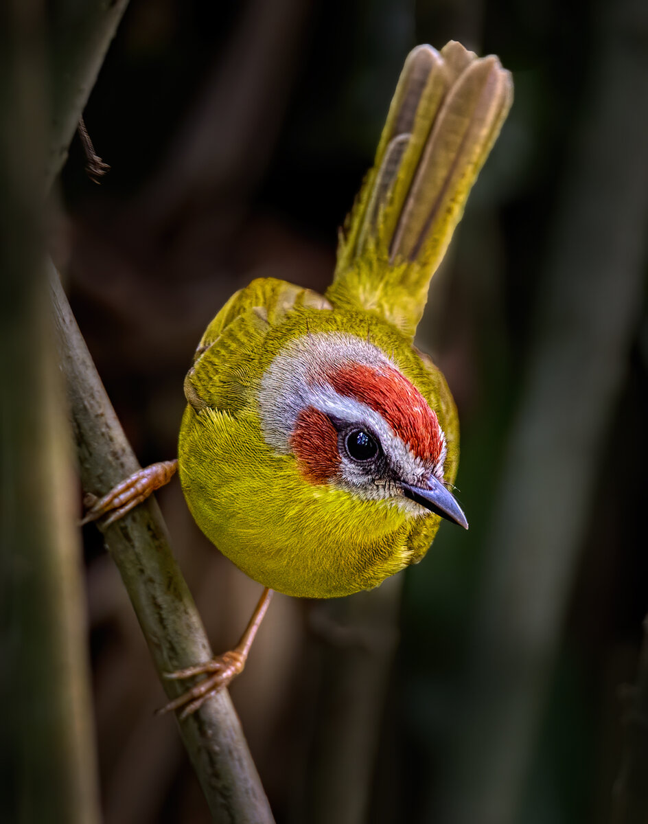 Rufous capped Warbler.jpg