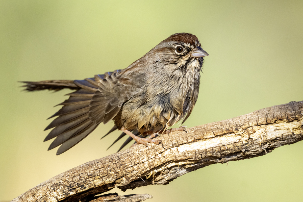 Rufous-crowned sparrow-7422-Edit.jpg