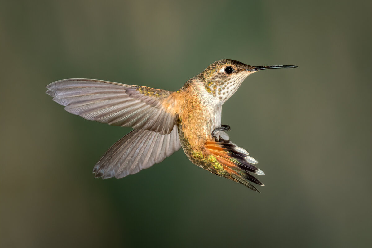 Rufous hummingbird-08447-Edit-Edit.jpg