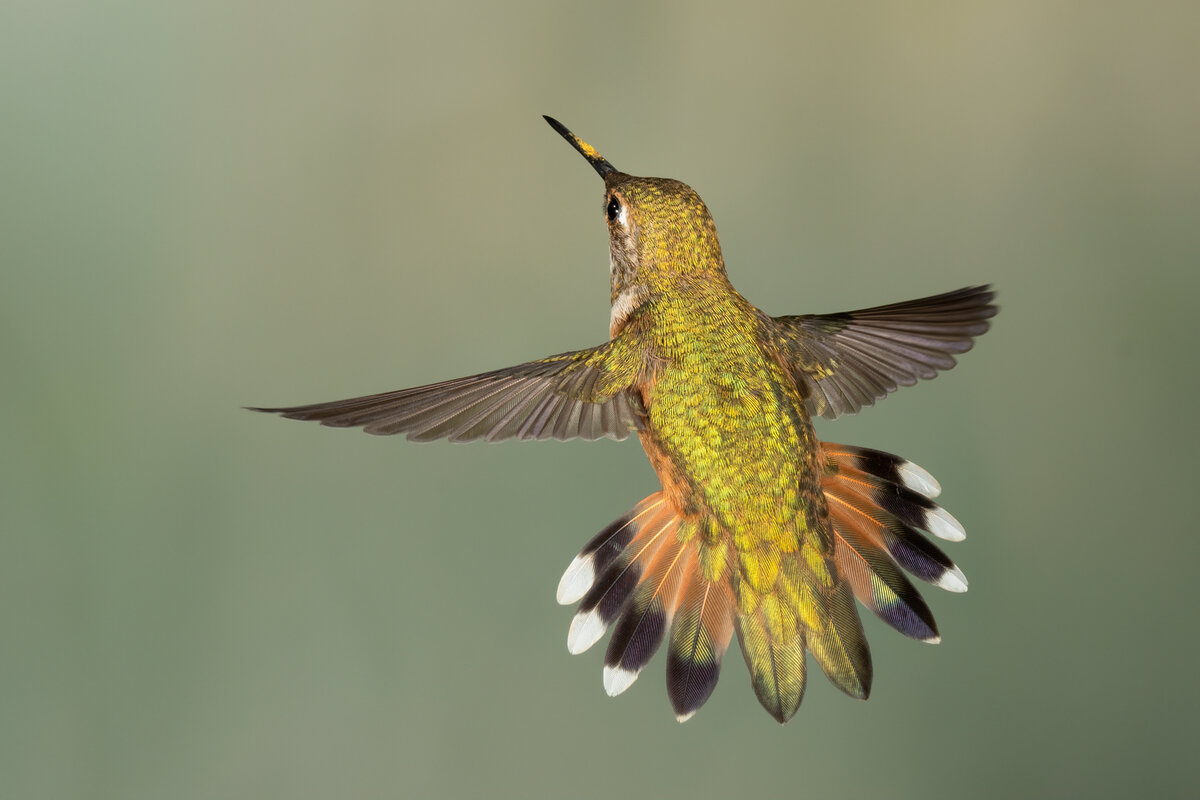 Rufous Hummingbird-08766-Edit.jpg