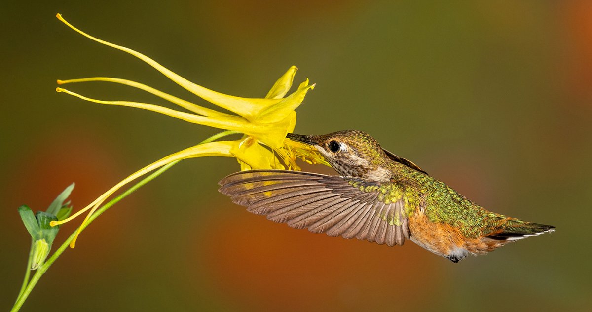 Rufous Hummingbird-200-Edit.jpg