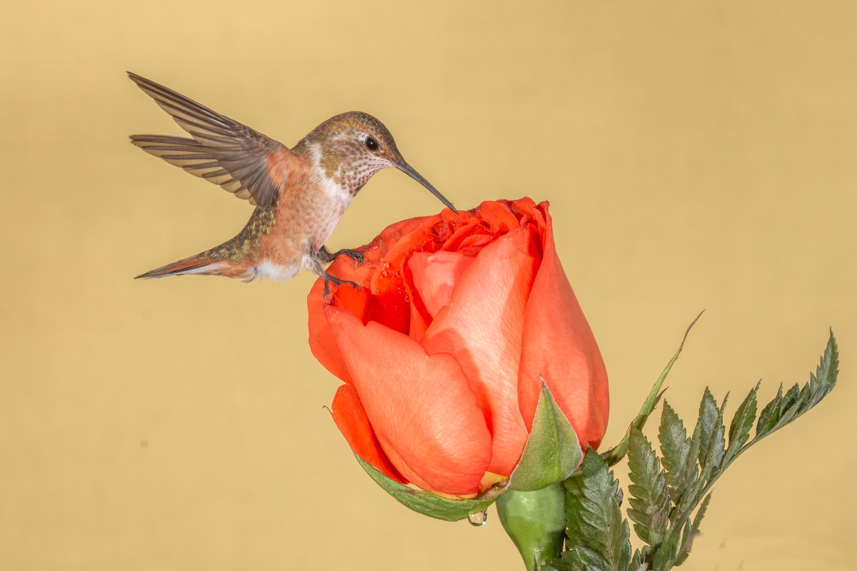 Rufous Hummingbird 4738-Edit.jpg