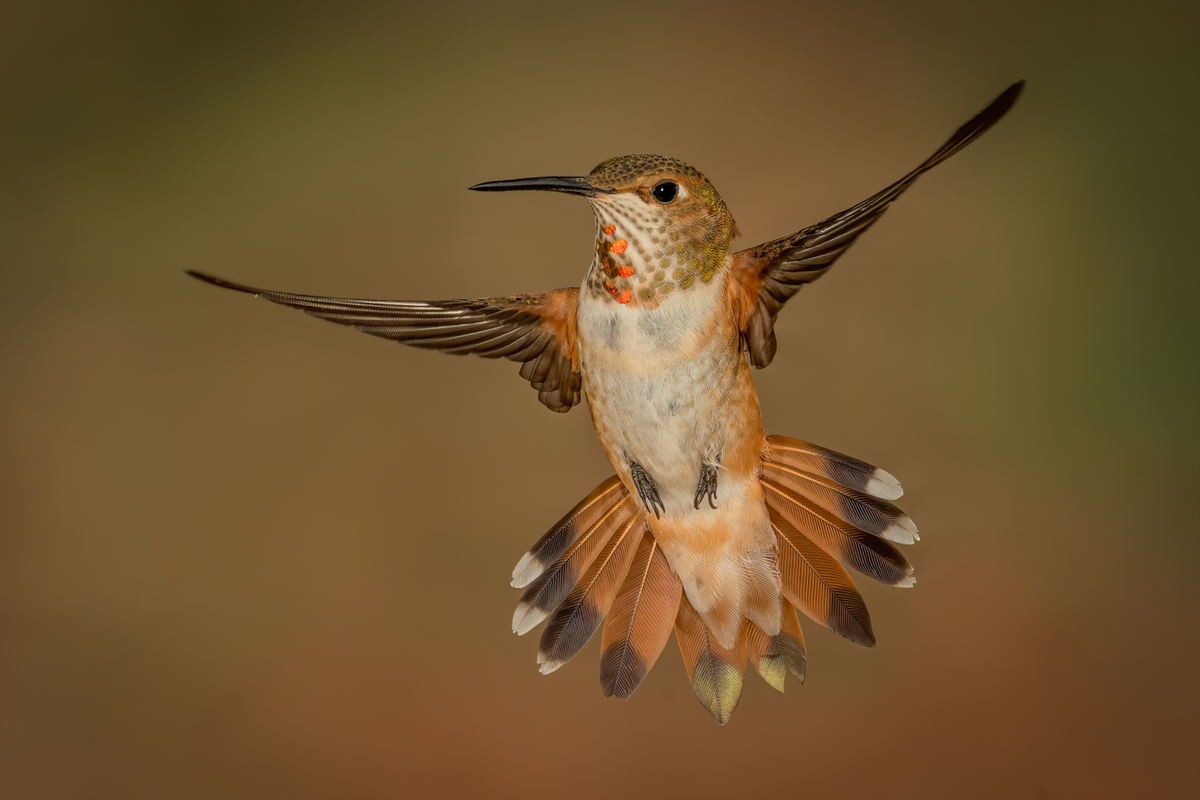 Rufous Hummingbird-9223-Edit.png