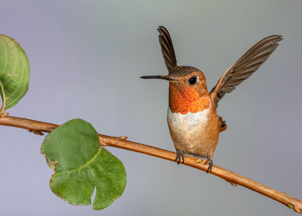 Rufous hummingbird-9500-Edit.jpg