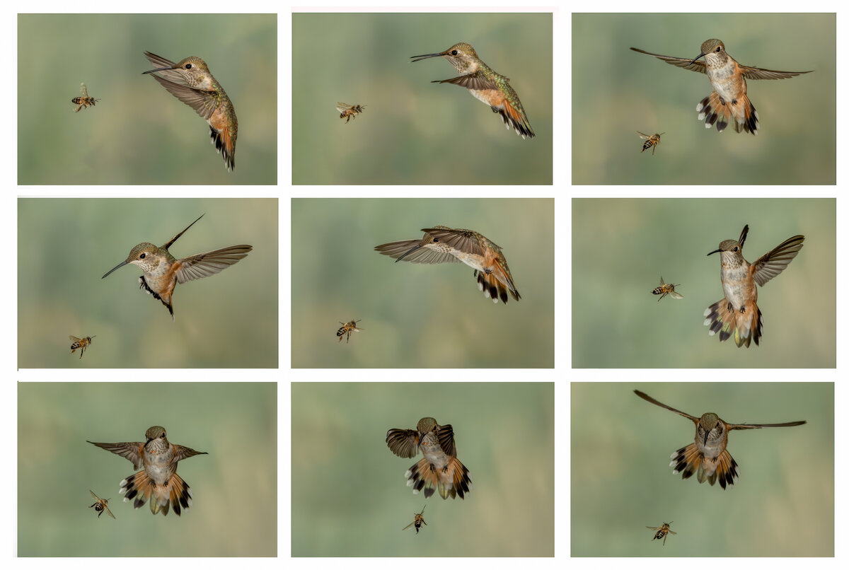 Rufous Hummingbird-9528-Edit.jpg