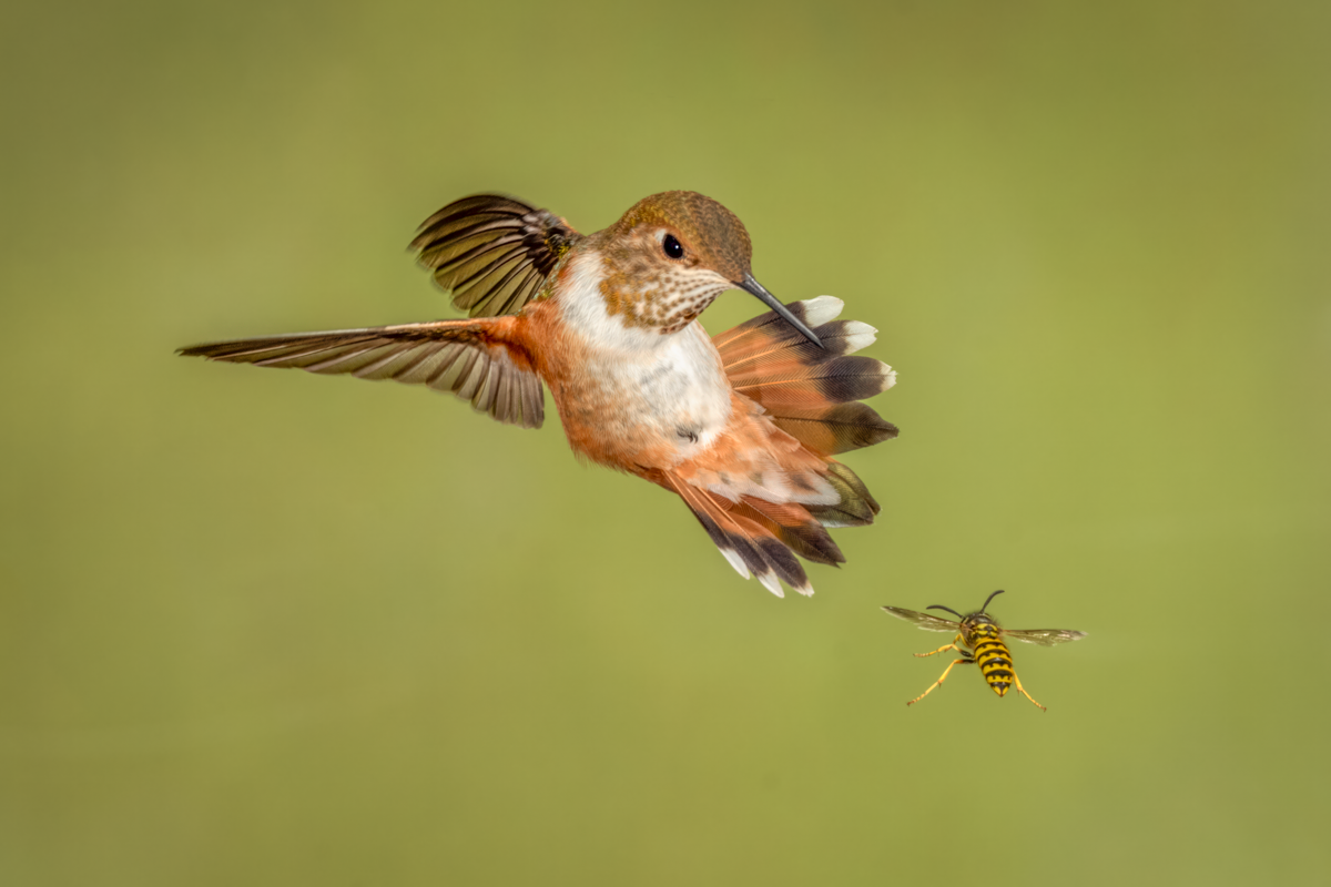 Rufous Hummingbird. Yellowjacket-1388-Edit-Edit.png