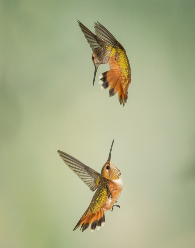 Rufous hummingbirds-08859-Edit.jpg