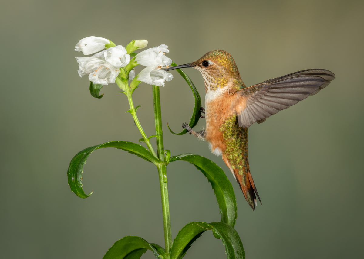Rufous hummingbirds-09565-Edit.jpg