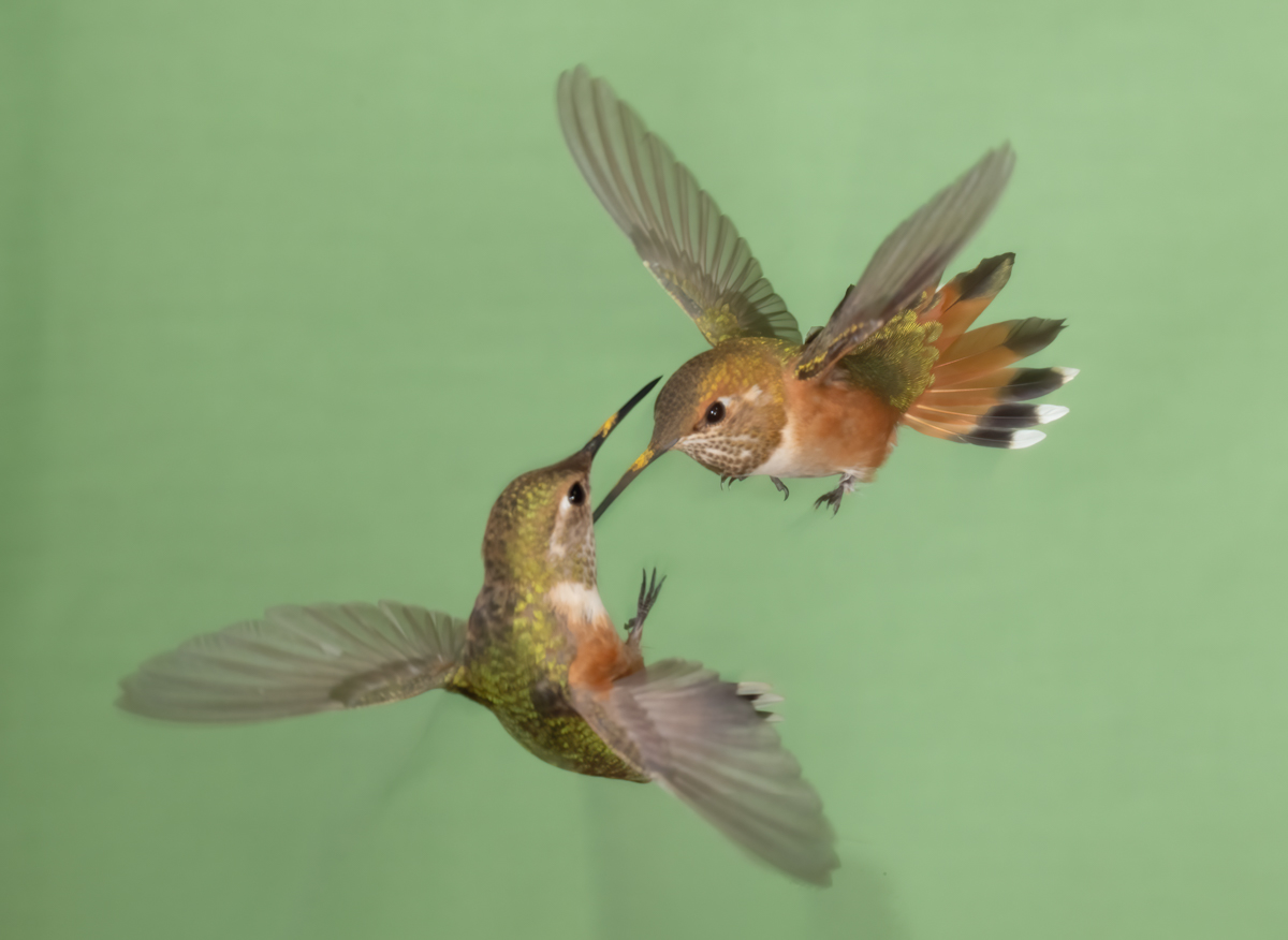 Rufous Hummingbirds 6001-Edit.jpg