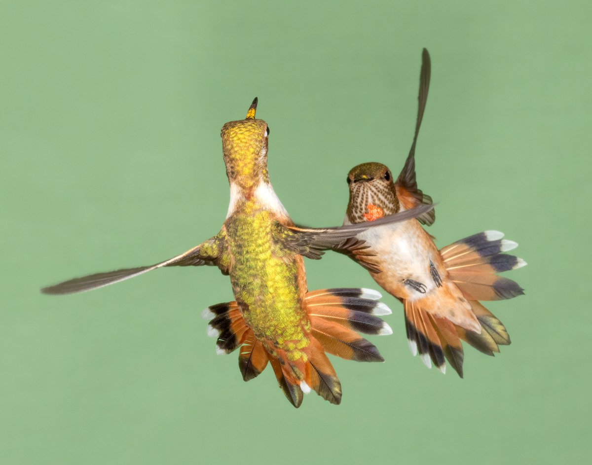 Rufous hummingbirds 6547-Edit.jpg