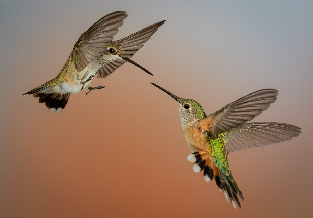 Rufous Hummingbirds-788-Edit.jpg